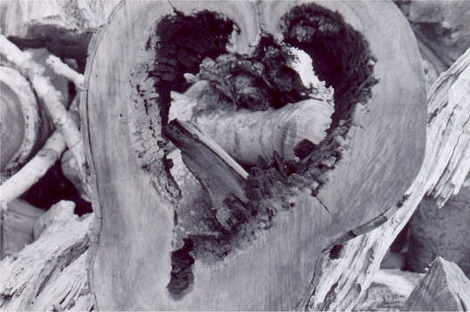 Heart Wood