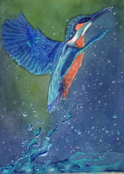 Kingfisher in acrylics (WIP)