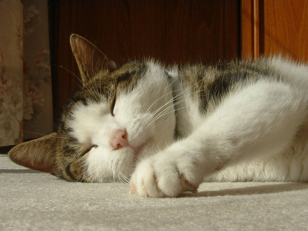 Its a hard life being a cat by bluestar63 on DeviantArt