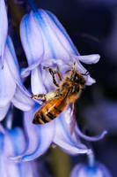 Blue Bell Bee
