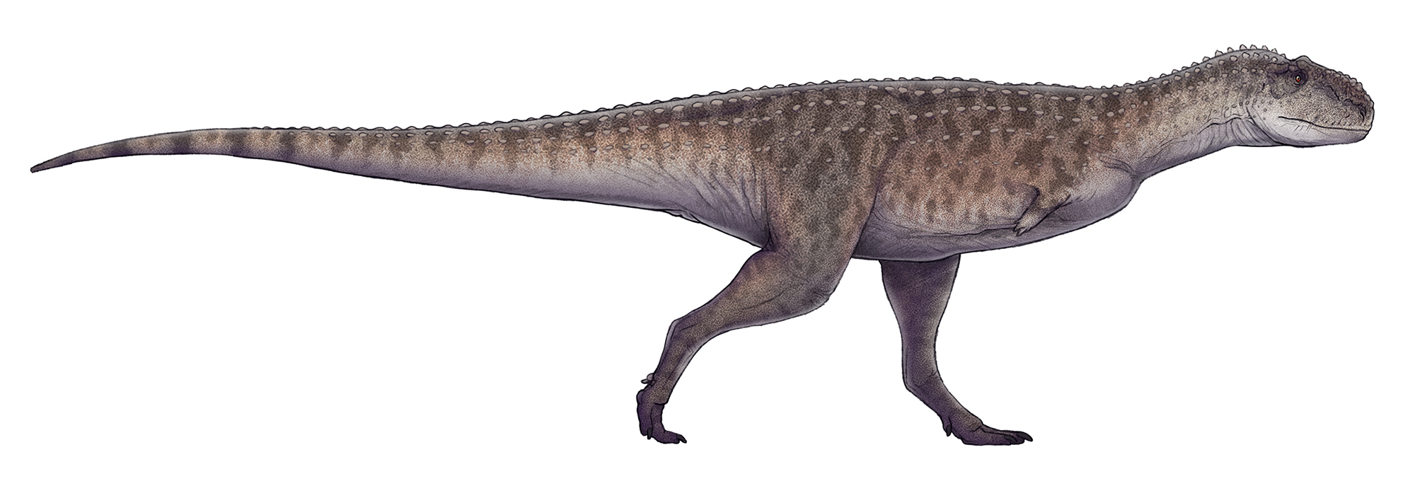 Rajasaurus narmadensis by Paleocolour
