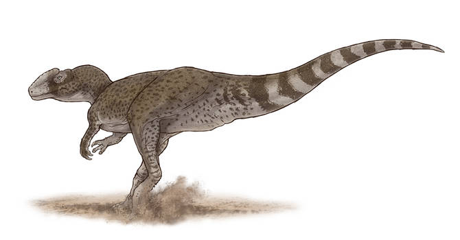 Chuandongocoelurus primitivus