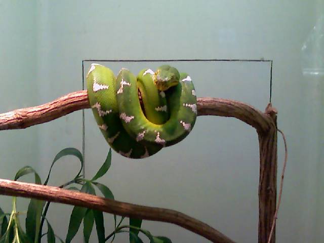 Emerald tree Boa