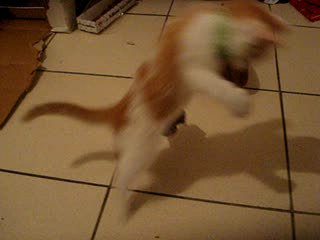 cat in motion