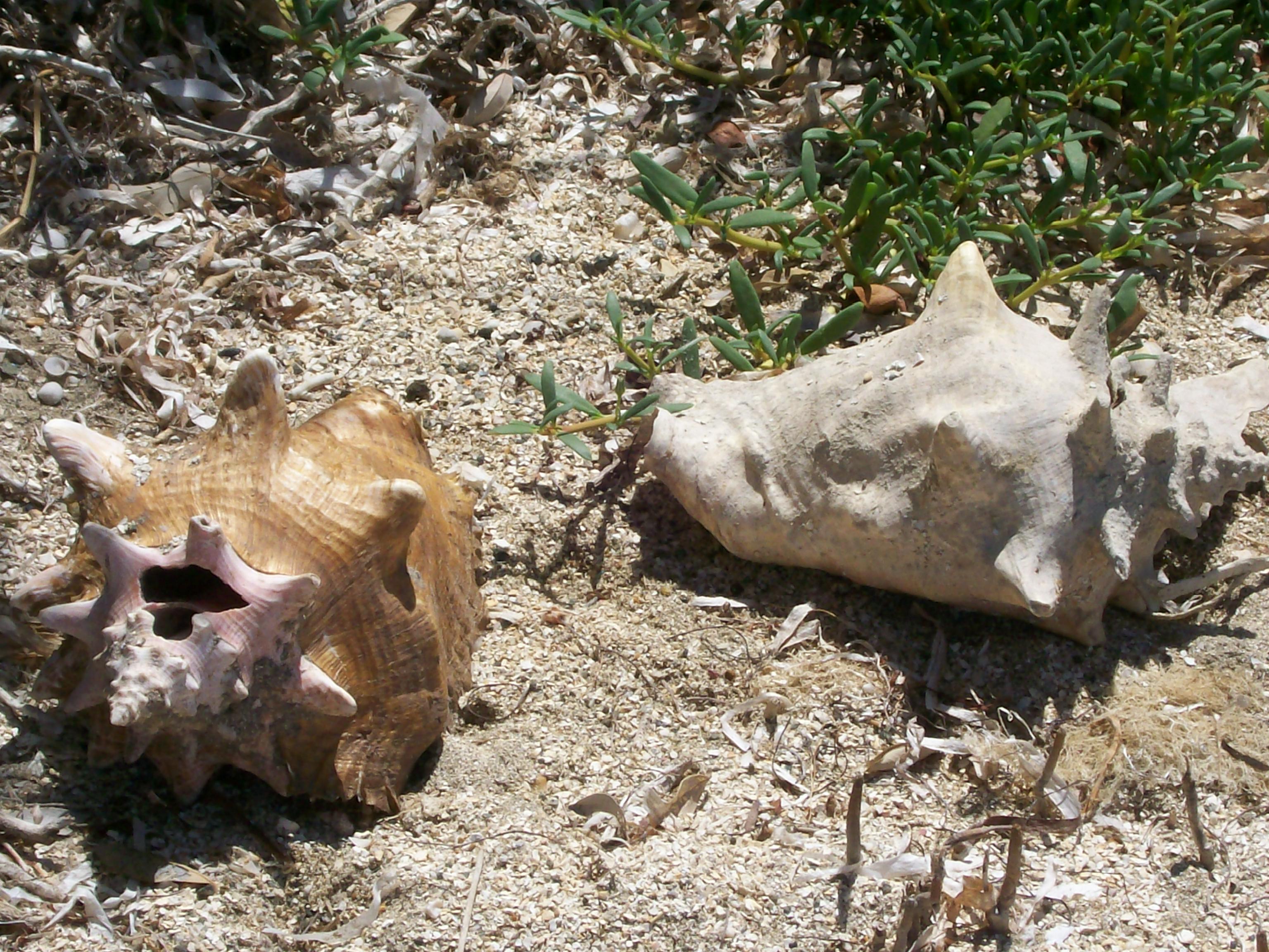 Conch shells