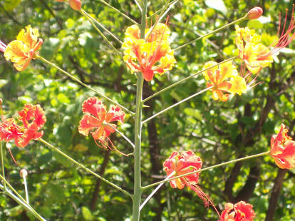 Flamboyant tree flower