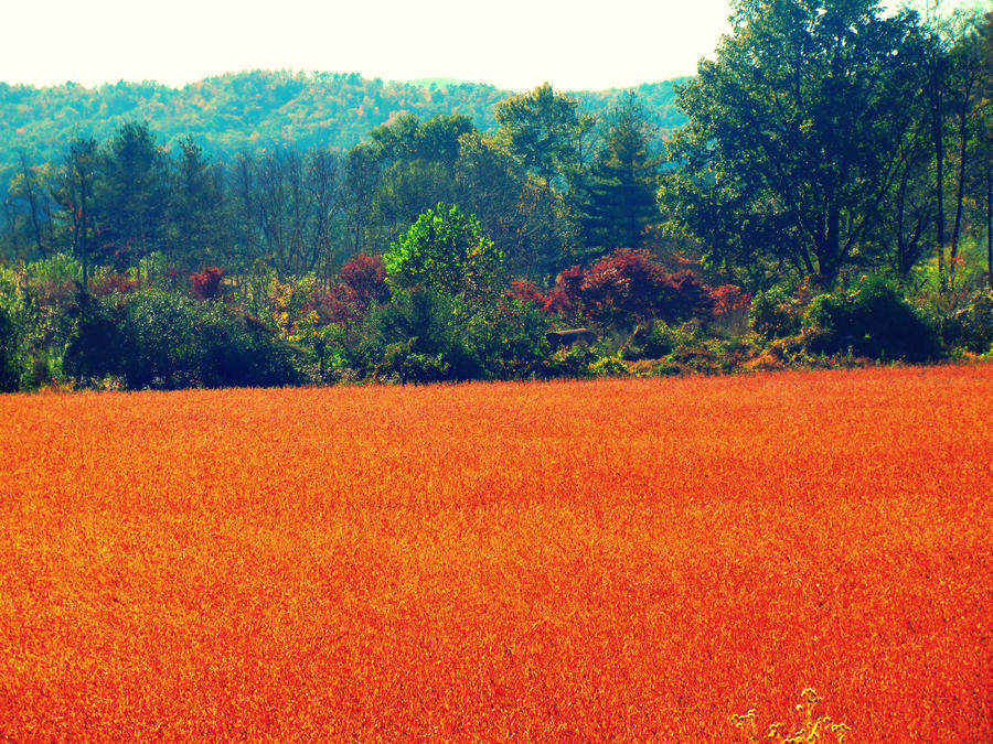 Sea of Orange