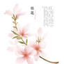 hand drawing watercolor plants--peach blossom