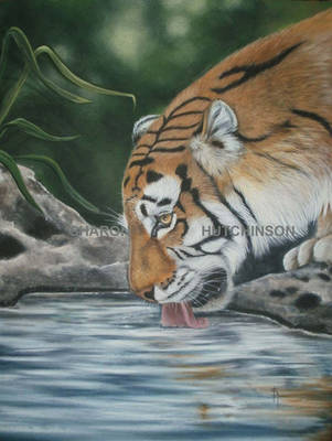 Photograph of the whole painting Thirsty Tiger by Shazhutch