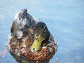 Isn't he cute? Duck.