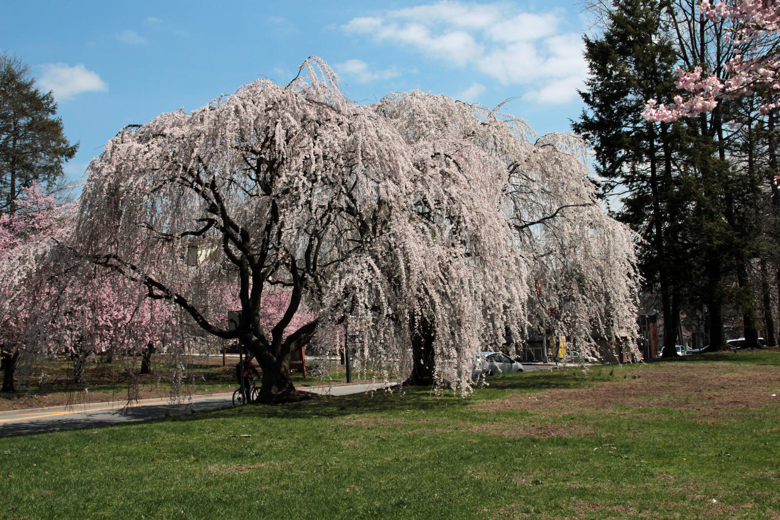 Cherry Blossom Time 3