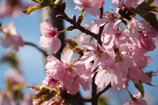 Cherry Blossom Time 4