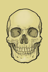 Skull Sketch