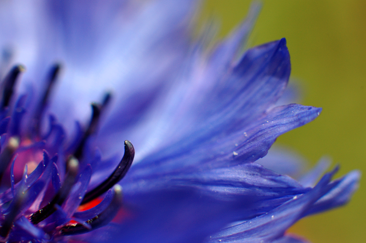 Untitled Macro of Flower