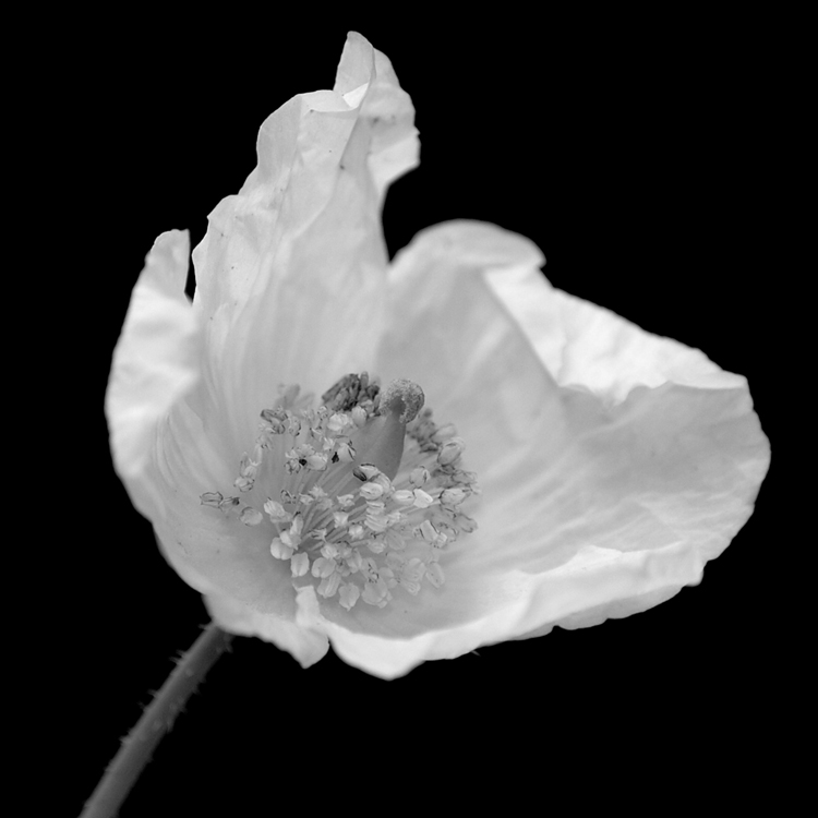 Poppy