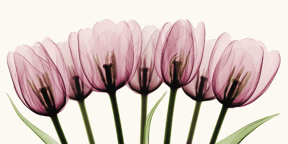 X-ray of Tulips