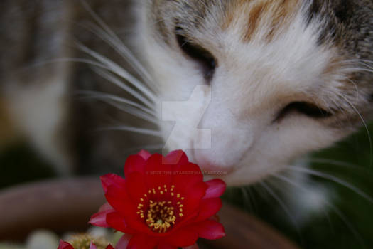 Demi sniffing cactus flower
