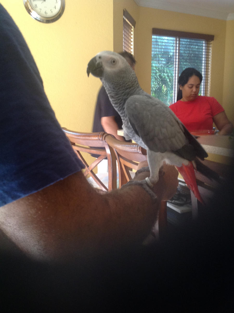 Squaak! New bird in le shim's house!