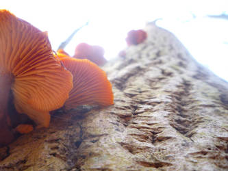 Orange mushrooms I