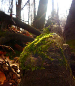 Moss