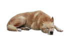 Dog PNG 2