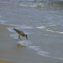 Sandpiper