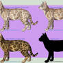 Bengal Cat Images for Ailo