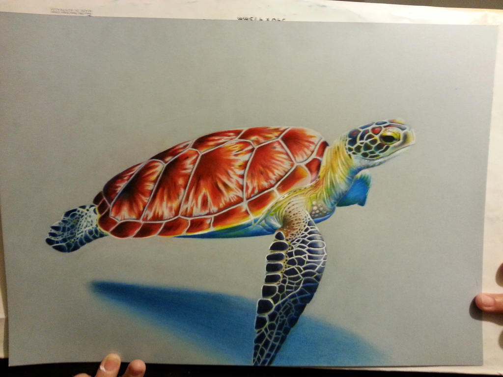 Sea Turtle Drawing Color How To Draw A Realistic Sea Turtle YouTube