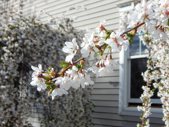 White Cherry Blossoms