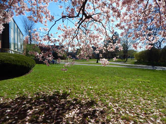 Magnolia Flowers