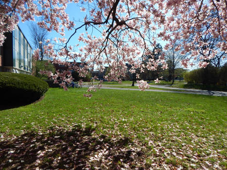 Magnolia Flowers