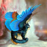 Blue wing griffin