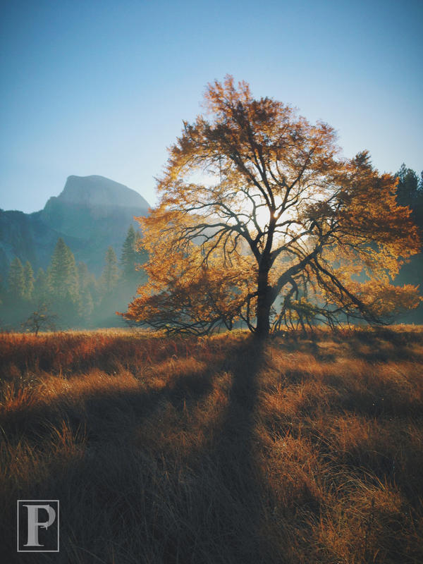 Autumn Morning, Half Dome, and an Elm Tree