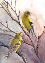 Goldfinch Pair