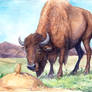 Bison