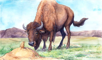 Bison