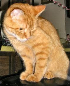 Universal Observer by georgia-pumpkin on DeviantArt