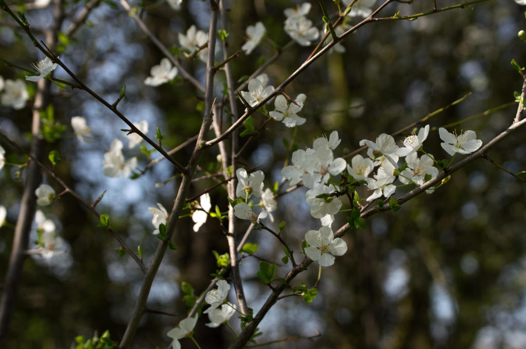 Spring Tree Blooms by SilverDappleUnique on DeviantArt