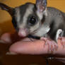 Sugar Glider