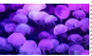 {f2u} purple jellyfish