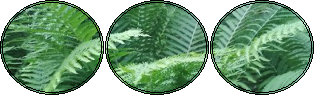 {f2u} ferns
