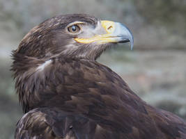 Eagle 2