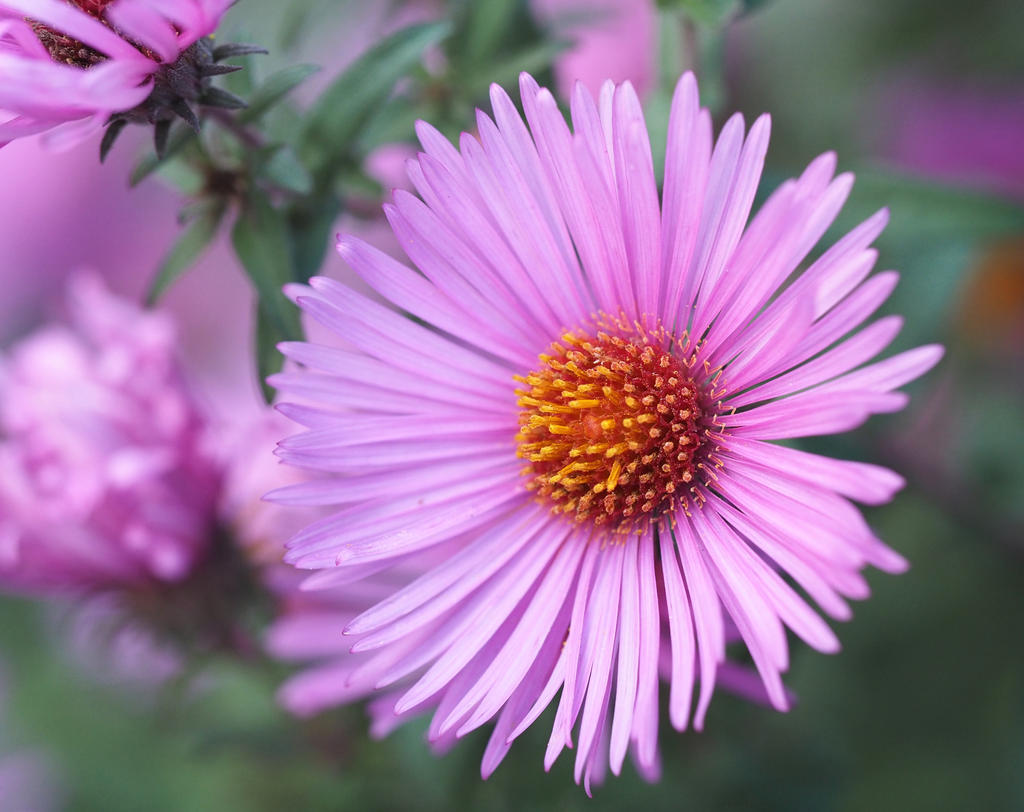 Aster