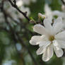 Star Magnolia