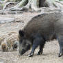 Wild Boars