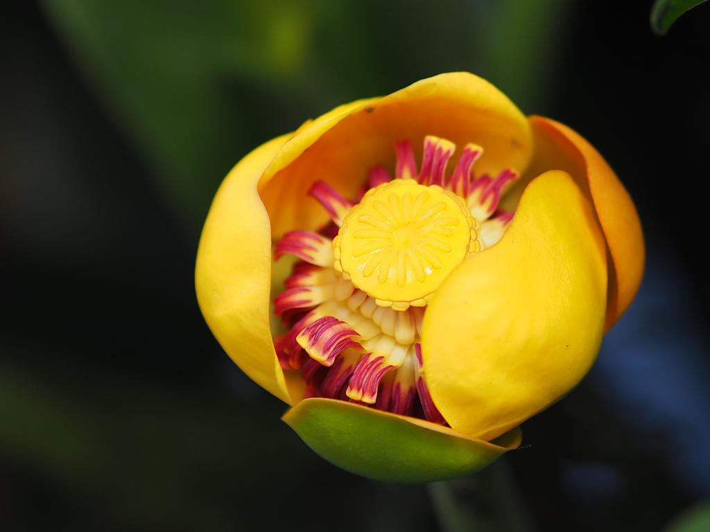 Yellow Pond Lily