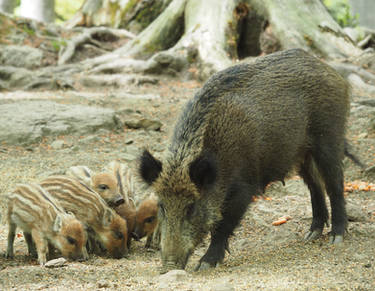 Wild Boars 2