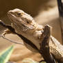 Bearded Dragon 2