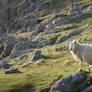 Sheep in the Sun