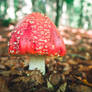 Fly Agaric